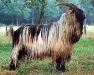 Dutch Landrace Goat: Characteristics, Origin & Best 15 Tips