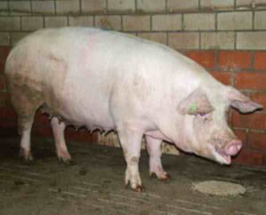 Dutch Landrace Pig Characteristics & Origin Info
