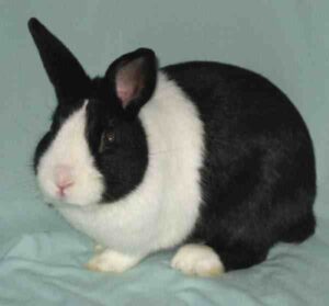 Dutch Rabbit