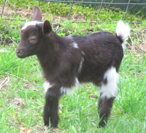 Learn About Dwarfism in Goats & Dwarf Goat Breeds