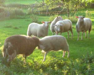 East Friesian Sheep Characteristics, Uses & Origin