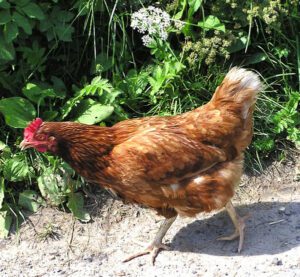 Learn Functions of Hormones in Raising Chickens