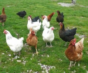 Choosing a Chicken Breed: Best Guide for Beginners