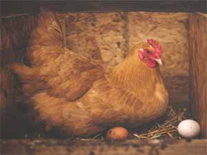 egg bound, egg bound chicken, chicken egg bound, what is egg bound chicken, how to prevent egg bound chicken, egg bound chicken symptoms, egg bound treatment
