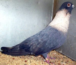 Egyptian Swift Pigeon Characteristics, Uses & Origin