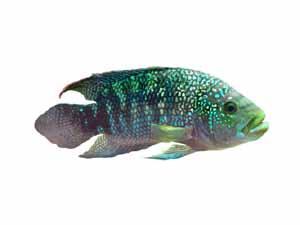 Electric Blue Jack Dempsey fish, Electric Blue Jack Dempsey fish size, Electric Blue Jack Dempsey fish price, Electric Blue Jack Dempsey fish for sale near me