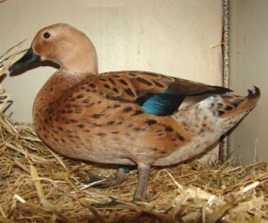 Ensure Best Duck Housing System For Your Ducks