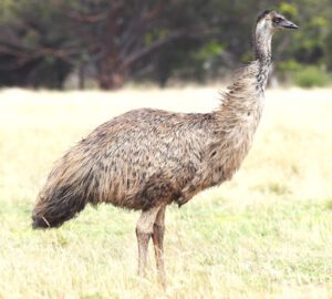 Start Easy Emu Farming in India For High Profits