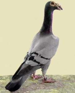 English Carrier Pigeon Characteristics & Uses