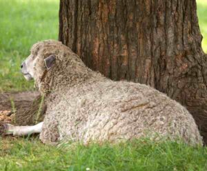 English Leicester Sheep Characteristics & Uses Info