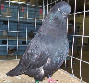 English Long-Faced Tumbler Pigeon Characteristics