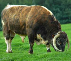 English Longhorn Cattle Characteristics, Origin, Uses