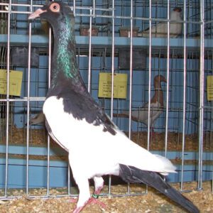 English Magpie Pigeon Characteristics & Uses
