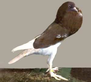 English Pouter Pigeon Characteristics, Uses & Origin