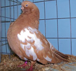 English Short-Faced Tumbler Pigeon Characteristics
