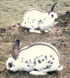 English Spot Rabbit Characteristics, Uses & Origin