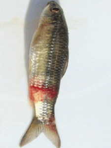 Learn Fish Diseases Before Starting Fish Farming