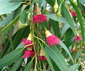 Eucalyptus Farming: Best Business Guide & 28 Tips