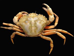 European Green Crab Characteristics, Diet, Breeding