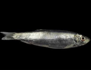 European Sprat Fish Characteristics, Diet, Breeding