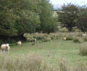 Exmoor Horn Sheep Characteristics, Uses & Origin