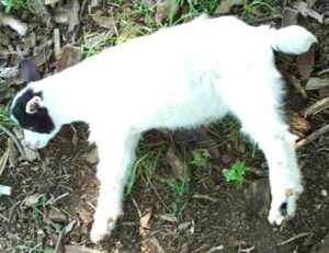 Fainting Goat Farming: Business Starting Plan