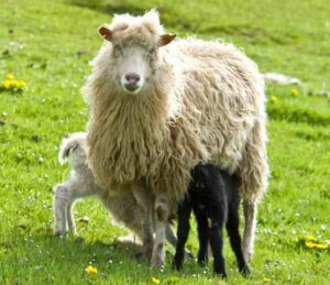 Faroe Sheep Characteristics, Origin & Uses Info