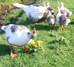 Faroese Goose Characteristics, Origin & Uses