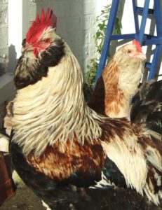 Faverolles Chicken Characteristics, Temperament & Uses