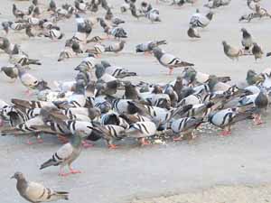 pigeon farming, pigeon farming faqs