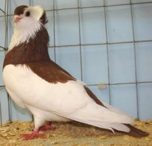 Felegyhaza Tumbler Pigeon Characteristics & Uses