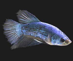 female betta fish, female betta fish characteristics, female betta fish behavior, female betta fish lifespan, female betta fish photo, female betta fish uses