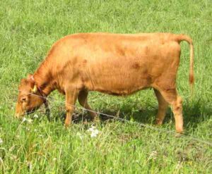Finn Cattle Characteristics, Origin, Uses Info