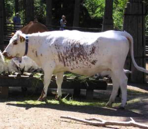 Fjall Cattle Characteristics, Origin, Breeding & Uses