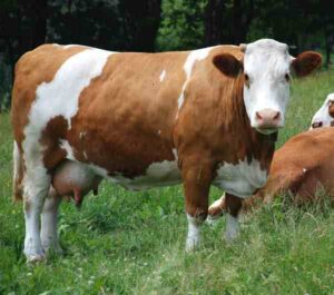 Fleckvieh Cattle Characteristics, Uses, Origin