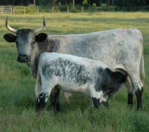 Florida Cracker Cattle Characteristics, Origin, Uses