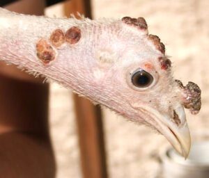How to Control Fowlpox Diseases & Save Poultry