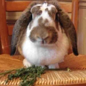 French Lop Rabbit: Characteristics, Origin, Raising Tips