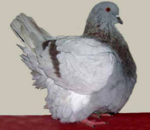 French Mondain Pigeon: Uses & Best 20 Facts