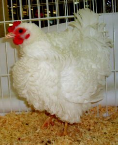 Frizzle Chicken Farming: Start Profitable Business