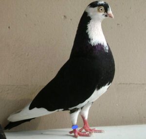 Galatz Roller Pigeon Characteristics, Uses & Origin