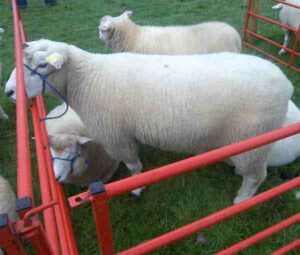 Galway Sheep: Characteristics, Uses & Best 12 Tips