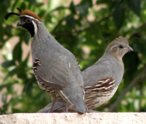 Keeping Quails Happy: Best Guide for Beginners