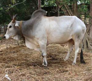Gangatiri Cattle Characteristics, Uses & Origin