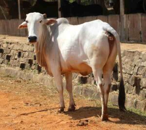 Gaolao Cattle Characteristics, Uses & Origin