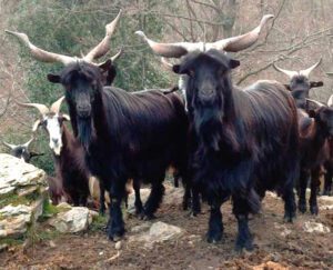 Garganica Goat Characteristics, Uses & Origin