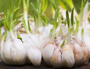 Growing Garlic: Best Guide for Home Garden Production