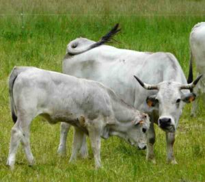 Gascon Cattle Characteristics, Origin, Uses Info