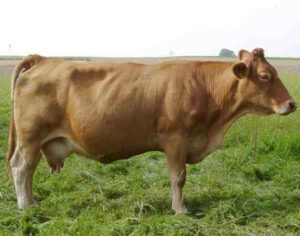 Gelbvieh Cattle Characteristics, Uses & Origin