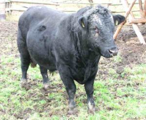 German Angus Cattle Characteristics, Origin, Uses